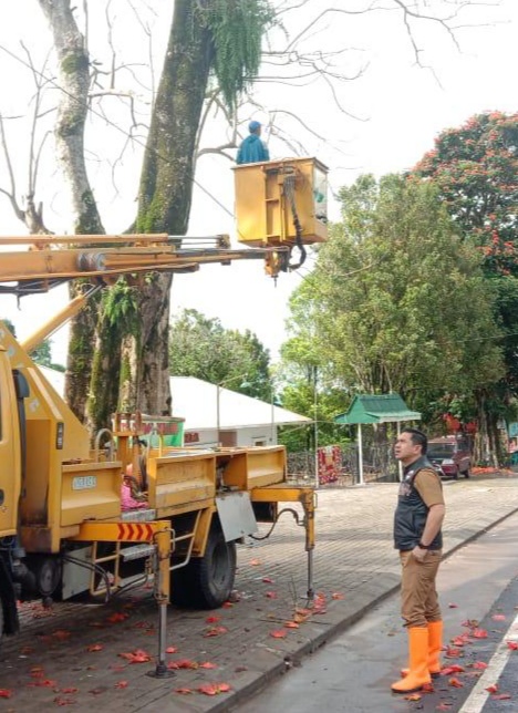 Minimkan Pohon Tumbang, Kabid DLH Kabupaten Gowa Lakukan Pemangkasan Di ‘Kota Bunga’ Malino