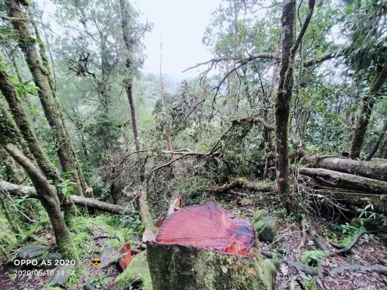 Berbagai Aktivis Lingkungan Hidup, Kecam Pelaku ‘Pembalakan’ Hutan di Tombolo Pao-Gowa